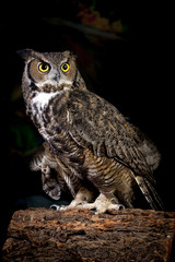 Studio shot of horned owl.