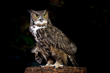 Horned owl portrait.