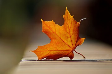 herbst blatt