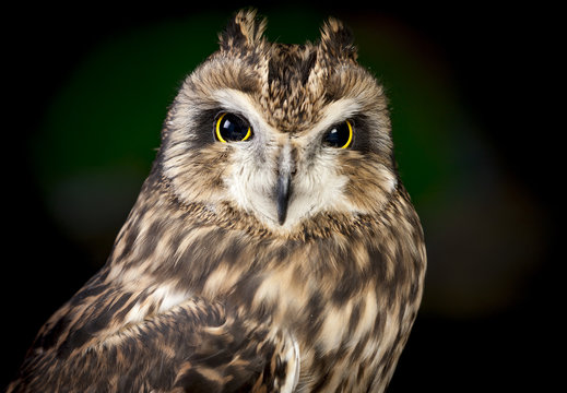 Close up of short eared owl.
