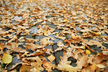 fallen yellow autumn leaves background, texture