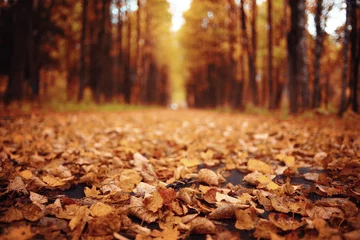 Papier Peint photo Automne paysage d& 39 automne dans la nature