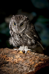 Screech owl in captivity.
