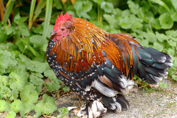 Colorful rooster - Stock Image	