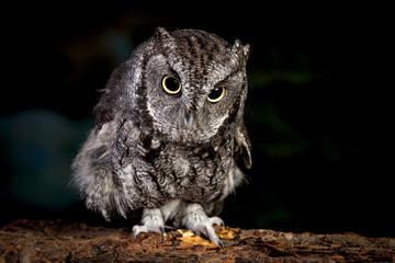 Close up of screech owl.