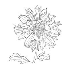 Hand drawn realistic dahlia flower. 