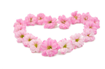 delicate pink flowers