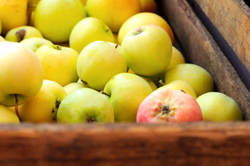 Group of yellow apples in a wooden box