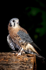 Close up of a kestral.