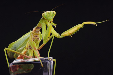 European Mantis, Mantis religiosa