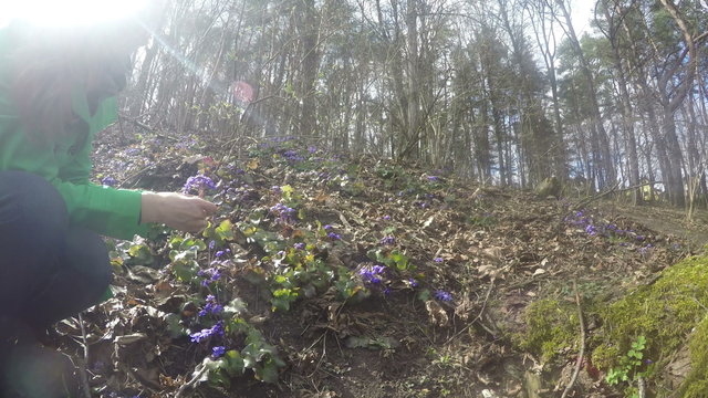 Woman in green coat pick small violet hepatica flower blooms in spring time forest. 4K UHD wide angle shot.
