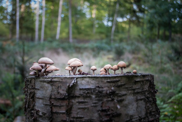 maślanka wiązkowa na pniaku