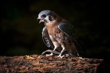 Kestal with beak open.