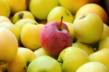Red apple among group of yellow apples