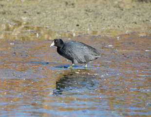 American Coot (Fulica americana) foraging on low-tide bay water