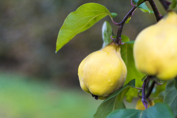 Golden sunny autumn in Luxembourg
