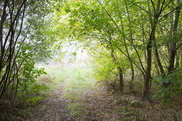 Picnic with my dog in the field