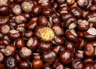Close-up of chestnuts