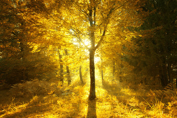 Magical sunny light in golden color autumn season forest landscape. Beautiful sunny bright forest...