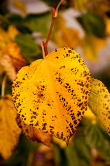 Herbstblatt