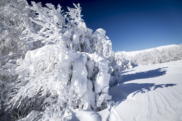 Winter forest © Nivellen77