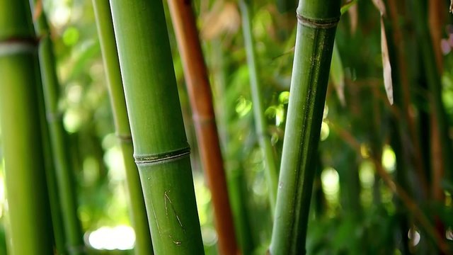 bamboo, park, plants, flowers, fresh