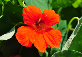 Kapuzinerkresse (Tropaeolum majus)