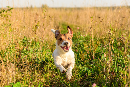 Cute dog running freely at field