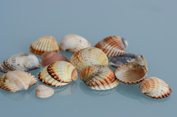 Seashells on a blue glass background