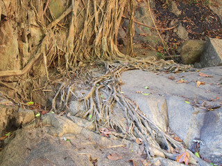 Stream in the tropical forest