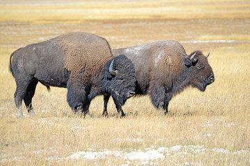 Bison or American buffalo, one of America's largest mammals