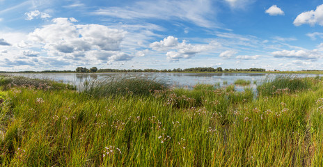 Summer panoramic landscape overgrown with vegetation on the lake