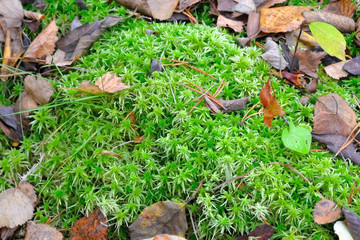 Green moss in autumn forest.
