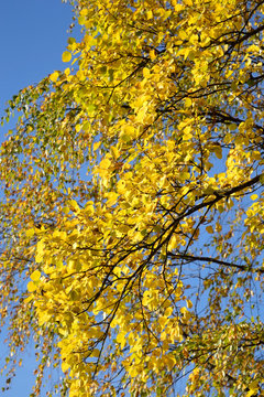 The branch of a birch tree at autumn day.