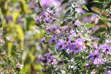New England Aster growing alongside an old country road.