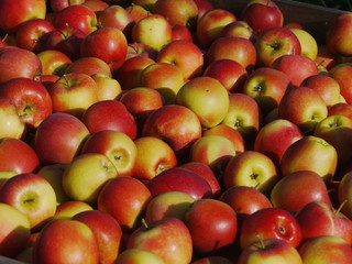 many apples in wooden boxes