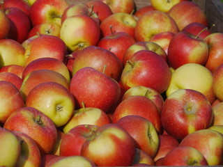 many apples in wooden boxes