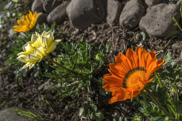 Gazanias