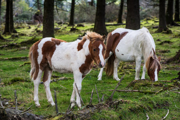 Naklejka na ściany i meble Wild pony horse grazing in autumn forest