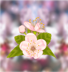 Cherry Blossom, Blur Nature Background