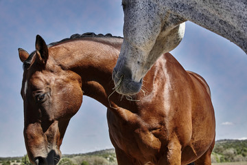 Horse with Ears Pinned Back