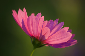 Obraz premium ピンクのコスモス