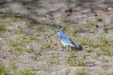 Male Mountain Bluebird