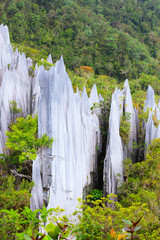 Fototapeta premium Limestone pinnacles at gunung mulu national park