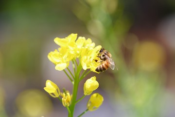 Bee and Chinese Cabbage Flower