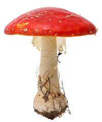 Amanita poisonous mushroom, isolated