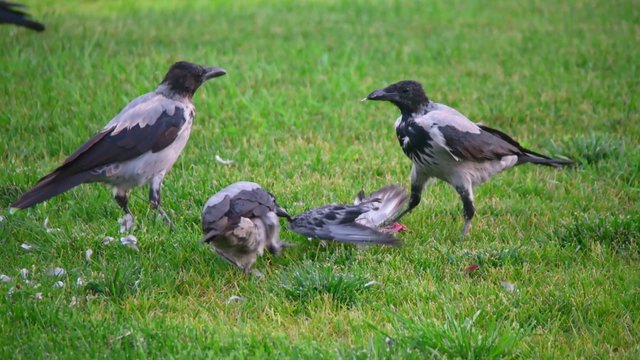 Hooded crow (Corvus cornix, also called hoodiecrow tear out ded