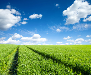 Green field under blue sky with white clouds