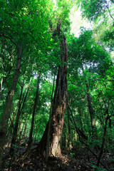 ropical rain forest, selva