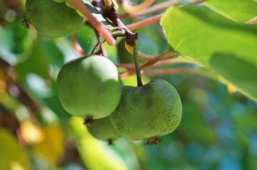 Green baby kiwi fruit actinidia arguta growing on the vine